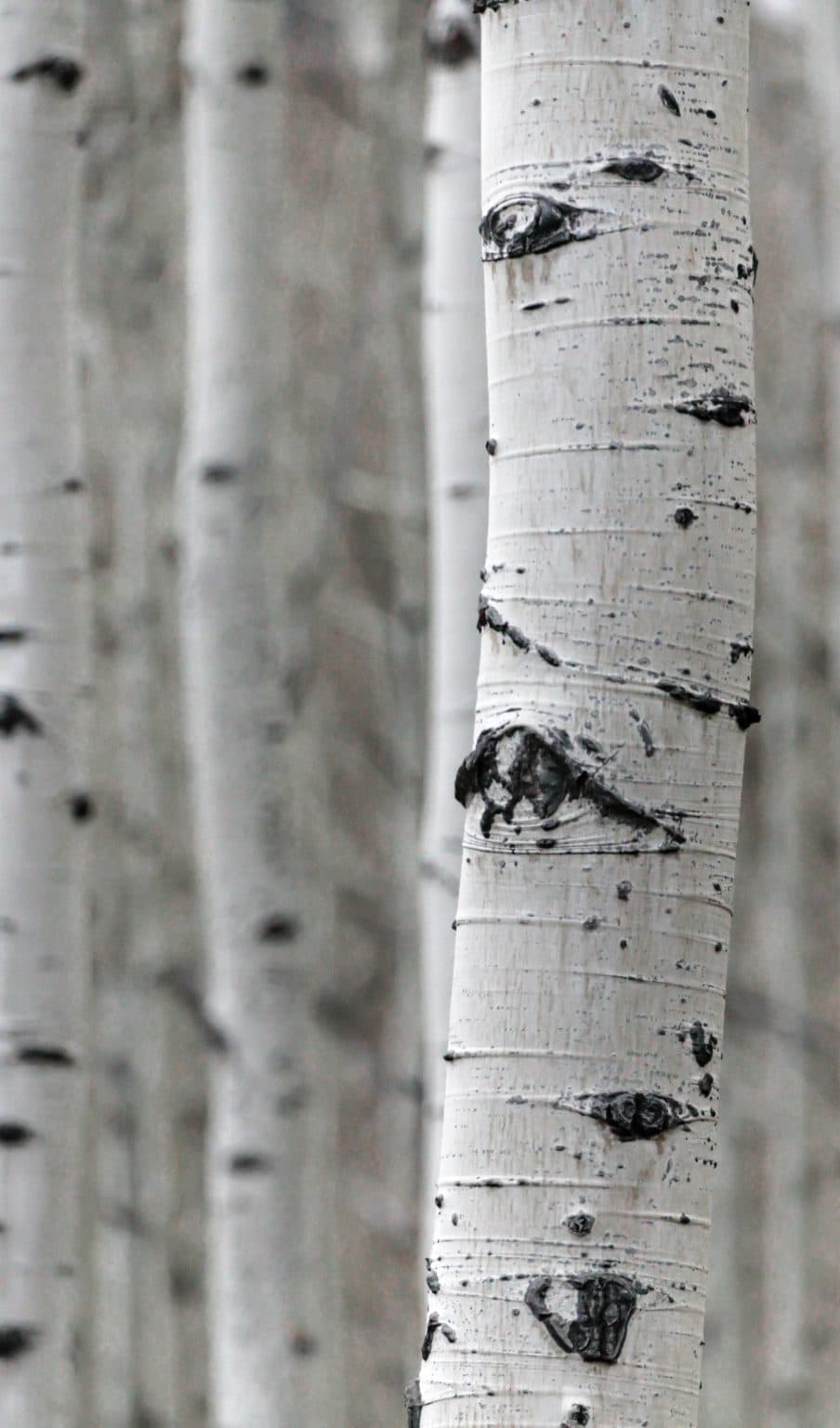 Aspen trees